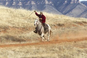 Cowboy on his quarter horse with his lasso Wyoming USA