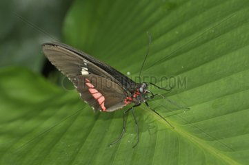 Heliconius butterfly on a leaf Costa Rica
