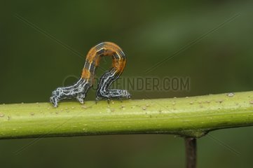 Inchworm on a rod Costa Rica