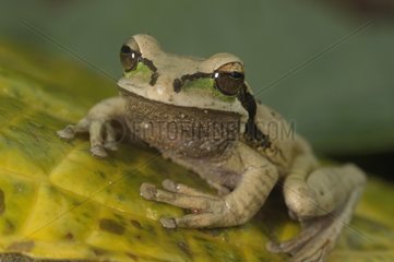 Masked Tree Frog on a leaf Costa Rica