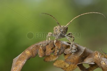 Longhorn Beetle on a fern frond dry Costa Rica