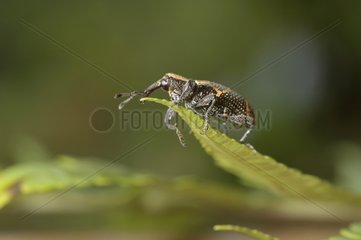 Snout beetle weevil on a fern Costa Rica