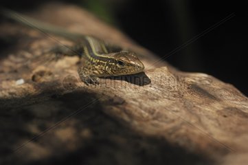 Lizard on a tree trunk Costa Rica