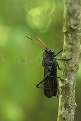 Black locust on a trunk Costa Rica
