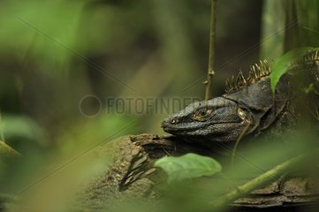 Black iguana on the lookout in the forest PN Cahuita Costa Rica