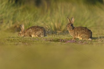 European Rabbits in the grass France