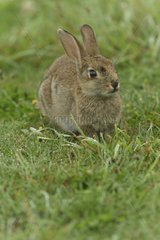 Young European Rabbit in the grass France