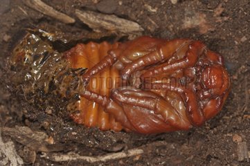 Emergence of female nymph Elephant Beetle