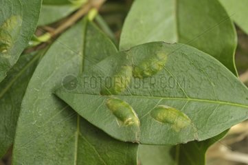 Oviposition Bush Katydit in a leaf