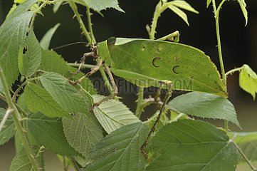 Bush Katydid female camouflaged in the foliage