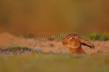 European Rabbit out of his burrow at sunrise France