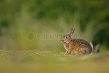 European Rabbit out of its burrow worried France