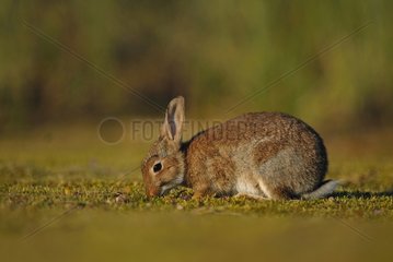 European Rabbit eating grass France