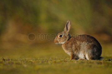 European Rabbit in grass France