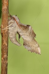 Aspen Hawk-moth hanging from a rod Belgium