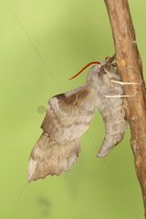 Aspen Hawk-moth hanging from a rod Belgium
