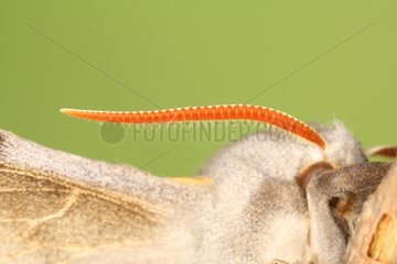 Close up of a antenna of an Aspen Hawk-moth Belgium