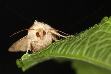 Moth on a leaf spring front Belgium