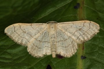 Riband Wave on a leaf at spring Belgium