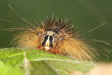 Gypsy moth caterpillar on a leaf Belgique