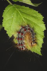 Gypsy moth caterpillar on a leaf Belgique