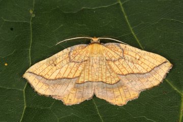 Bordered Beauty Moth on a leaf at spring Belgium