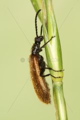 Darkling beetle on a rod in Belgium at spring