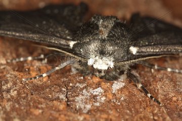 Pepper and salt moth in summer in Belgium