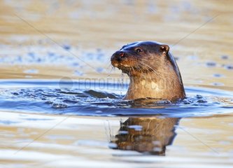 European Otter coming out of the water in winter