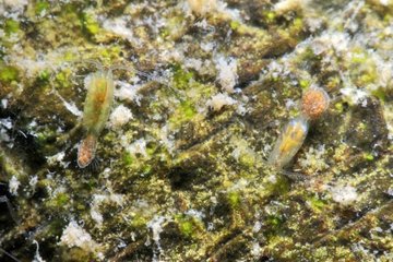 Diaptomus copepods in a pond prairie Fouzon France