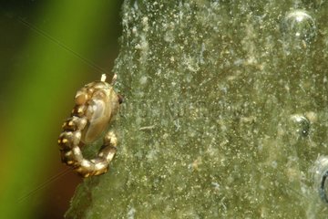 Pupa of Diptera in a pond prairie Fouzon France