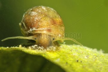 Snail on a leaf in a pond prairie Fouzon France