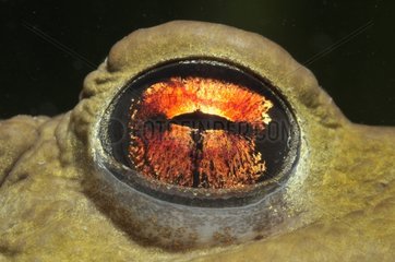 Eye of Common toad in a pond prairie Fouzon France