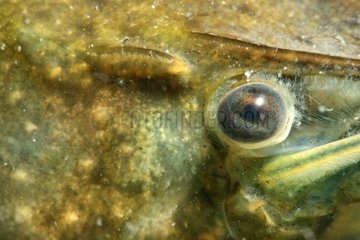 Eye of American crayfish in a pond prairie Fouzon France