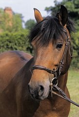Portrait of French Saddle Pony