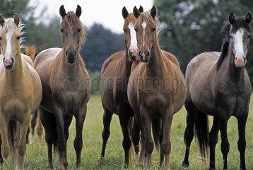 French Saddle Ponies