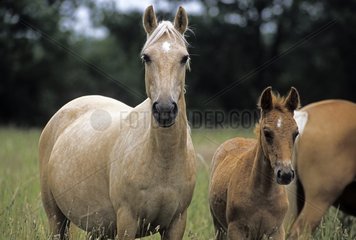 French Saddle Pony mare and foal