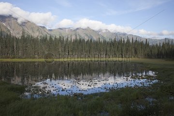 Bog Lake British Columbia Canada