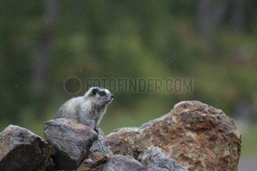 Hoary marmot on rock British Columbia Canada