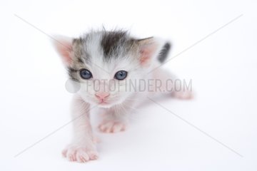 Tabby kitten black and white on white background France