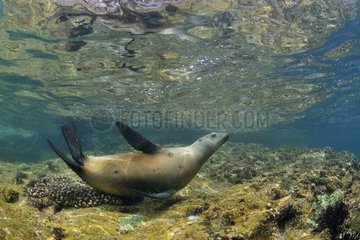 Californian Sea Lion scratching on hard corals Mexico