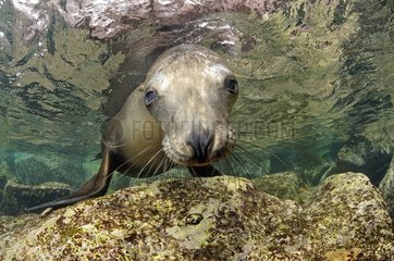 Young Californian Sea Lion curious Mexico