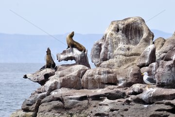 Californian Sea Lions in the wake Mexico