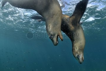 Couple of Californian Sea Lions Sea of Cortez Mexico