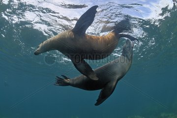 Californian Sea Lions playing in the Sea of Cortez Mexico
