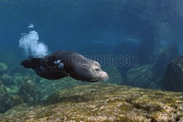 Californian Sea Lion male loading the plunger Mexico