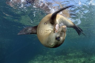 Young Californian Sea Lion playing in Sea of Cortez Mexico