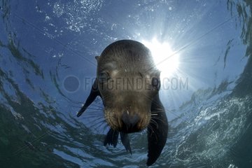 Young Californian Sea Lion in Sea of Cortez Mexico