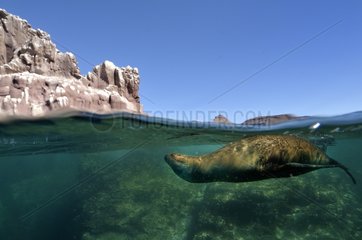 Californian Sea Lion resting in Sea of Cortez Mexico