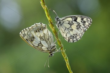 Marbled White butterflies in the Prairies Fouzon